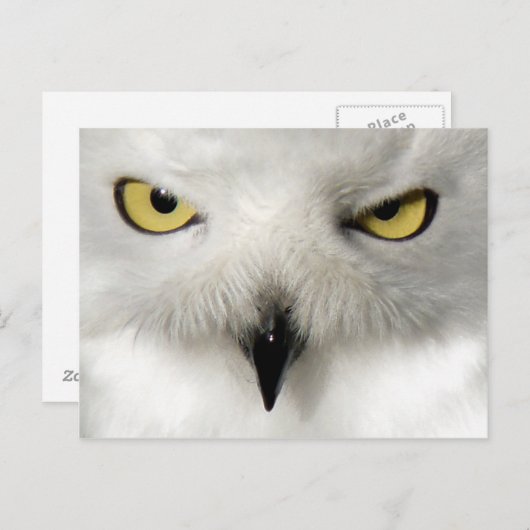 Snow Owl Post Card Briefkaart (Voorkant / Achterkant)