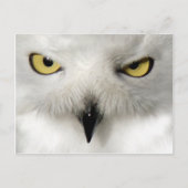 Snow Owl Post Card Briefkaart (Voorkant)