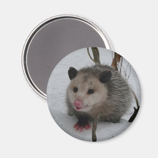 Snow Possum Magneet (Voorkant / Achterkant)