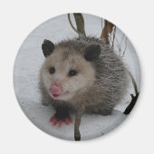 Snow Possum Magneet (Voorkant)