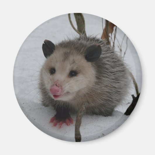 Snow Possum Magneet (Voorkant)