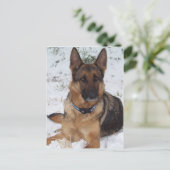 Snow Shepherd Briefkaart (Staand voorkant)