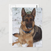 Snow Shepherd Briefkaart (Voorkant / Achterkant)