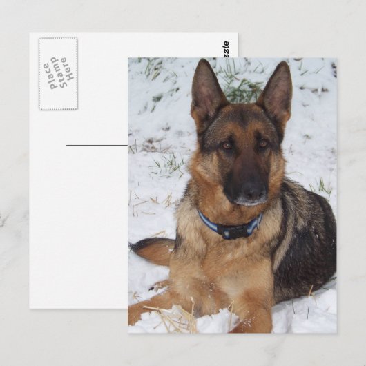 Snow Shepherd Briefkaart (Voorkant / Achterkant)