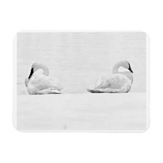 Snow Swans for Nature's Perspectives 2026 Calendar Magneet