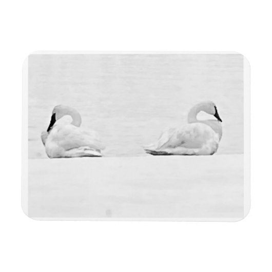 Snow Swans for Nature's Perspectives 2026 Calendar Magneet (Horizontaal)