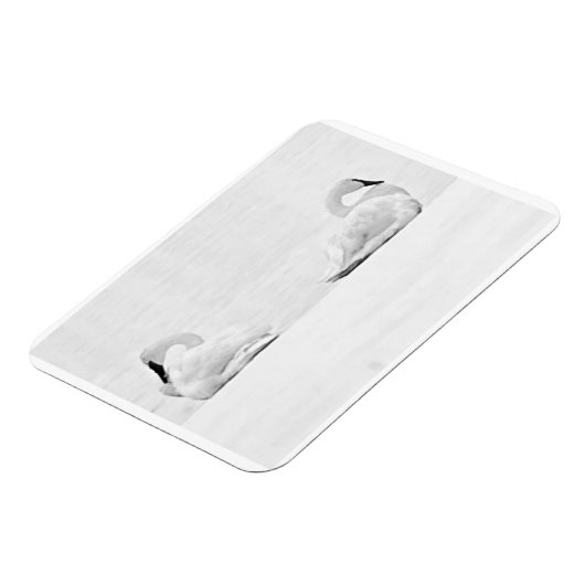 Snow Swans for Nature's Perspectives 2026 Calendar Magneet (Linkerzijde)