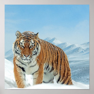 Snow Tiger Mountains Winter Natuur Foto Poster