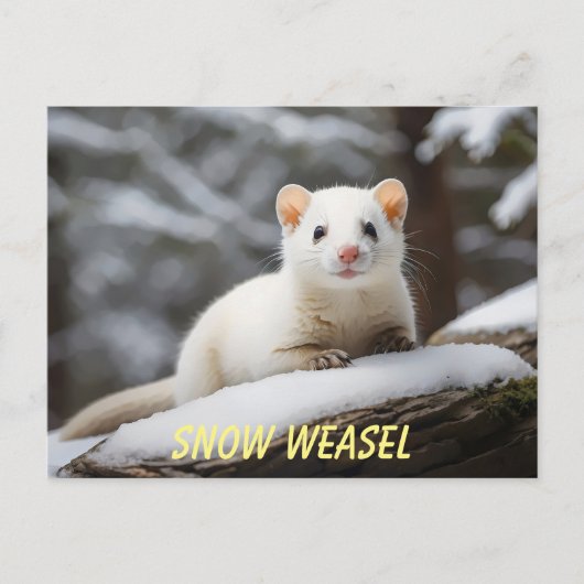 Snow Weasel op rots Briefkaart (Voorkant)