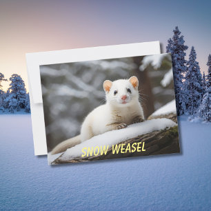 Snow Weasel op rots Briefkaart