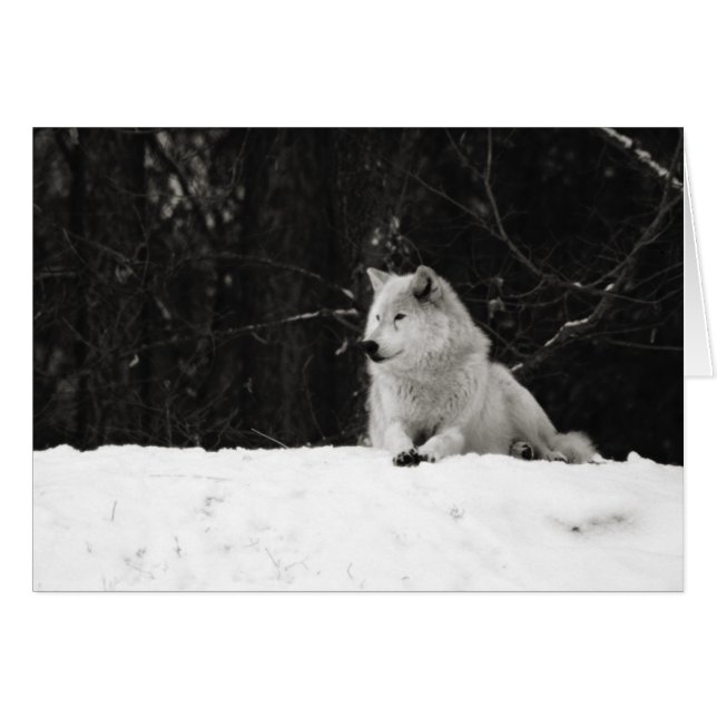 Snow Wolf (Voorkant Horizontaal)