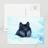 Snow Wolf Briefkaart (Voorkant / Achterkant)