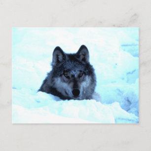 Snow Wolf Briefkaart