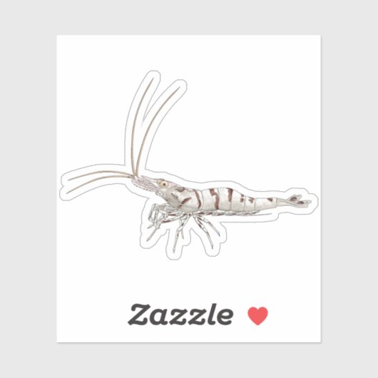 Snow Zebra Shrimp - Animal Sticker Collection (Vel)