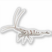 Snow Zebra Shrimp - Animal Sticker Collection (Voorkant)