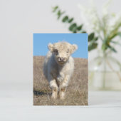 Snowball de Highland Calf Briefkaart (Staand voorkant)