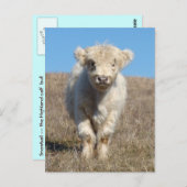 Snowball de Highland Calf Briefkaart (Voorkant / Achterkant)