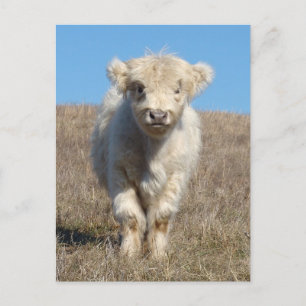 Snowball de Highland Calf Briefkaart