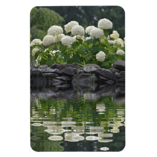 Snowball Hydrangea met reflectie Magneet
