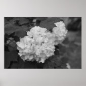 Snowball in de lente poster (Voorkant)