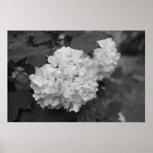 Snowball in de lente poster