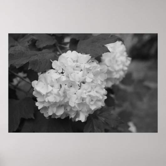 Snowball in de lente poster (Voorkant)