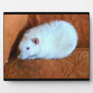 Snowball White Rat Plaque Fotoplaat