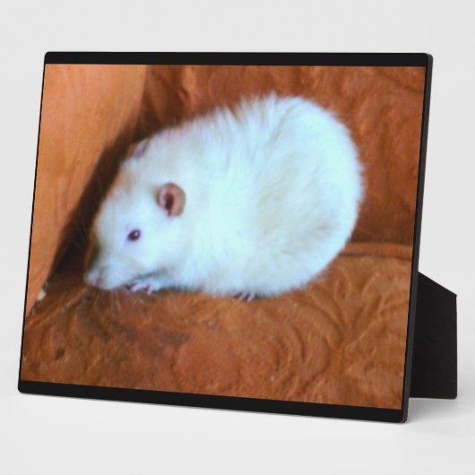 Snowball White Rat Plaque Fotoplaat (Zijkant)