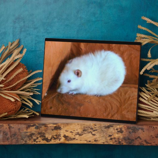 Snowball White Rat Plaque Fotoplaat (Zijkant)