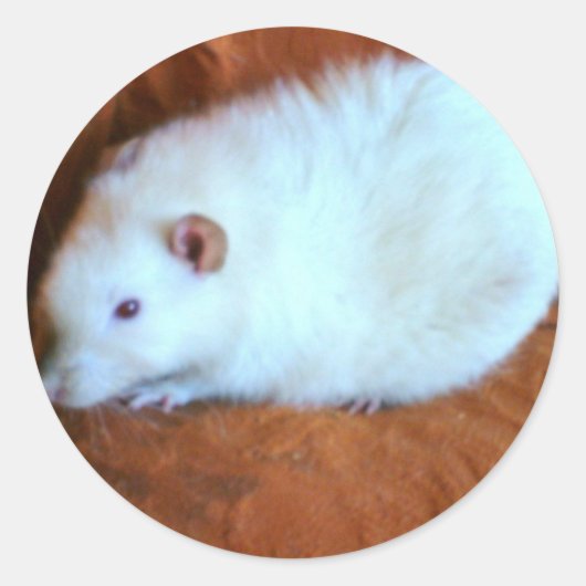 Snowball White Rat Sticker (Voorkant)