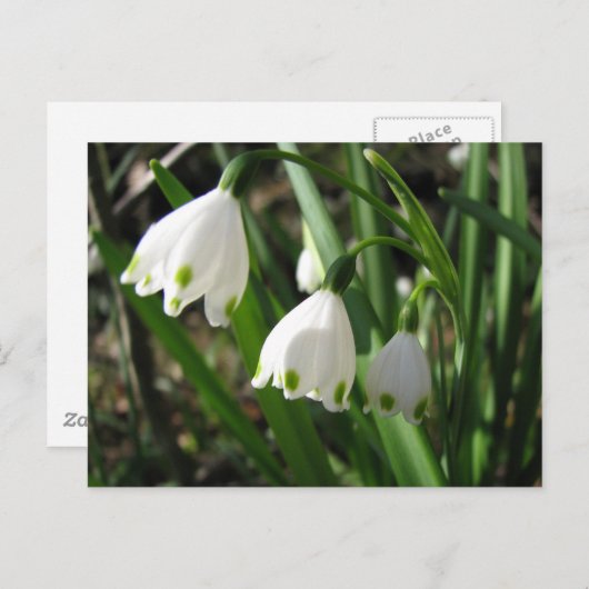 Snowbells Briefkaart (Voorkant / Achterkant)