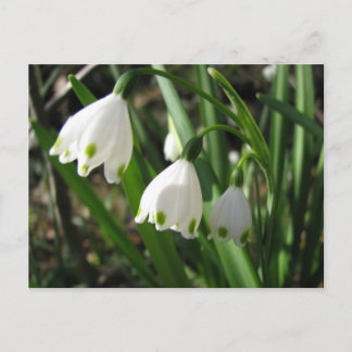 Snowbells Briefkaart