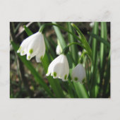 Snowbells Briefkaart (Voorkant)