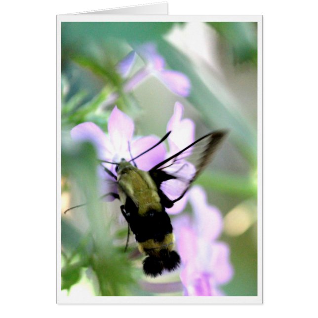 Snowberry Clearing Hummingbird Moth (Voorkant)