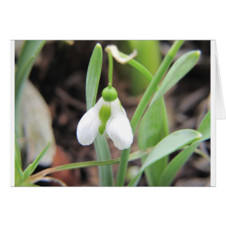 Snowdrop - Birth Flower - Januari
