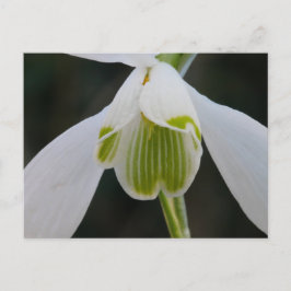 Snowdrop Briefkaart