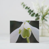 Snowdrop Briefkaart (Staand voorkant)