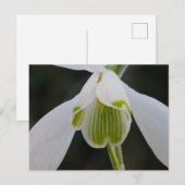 Snowdrop Briefkaart (Voorkant / Achterkant)