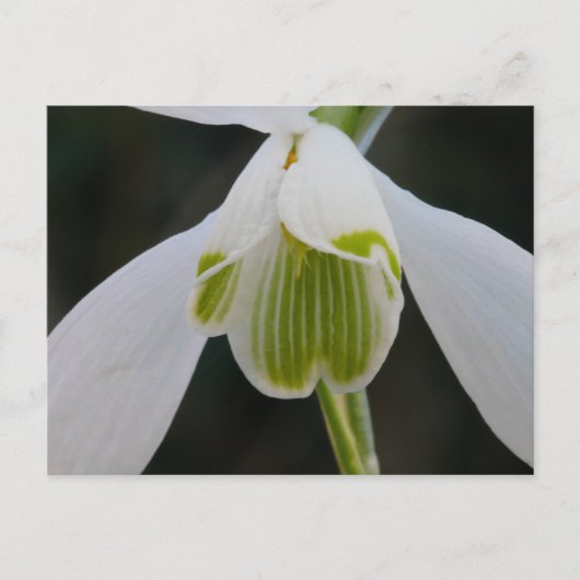 Snowdrop Briefkaart (Voorkant)