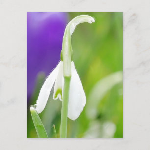 Snowdrop Briefkaart