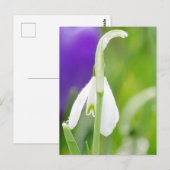 Snowdrop Briefkaart (Voorkant / Achterkant)