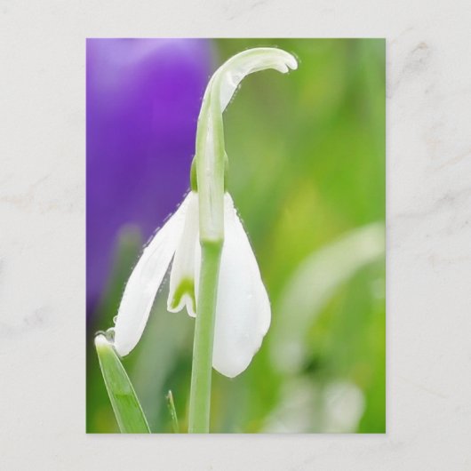 Snowdrop Briefkaart (Voorkant)