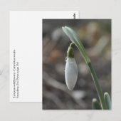 Snowdrop briefkaart (Voorkant / Achterkant)