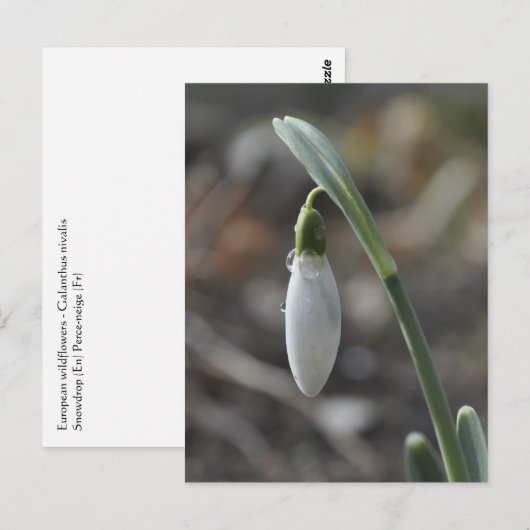 Snowdrop briefkaart (Voorkant / Achterkant)