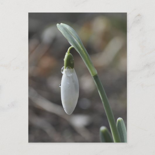 Snowdrop briefkaart (Voorkant)