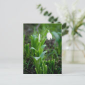 Snowdrop Briefkaart | Postkarte Schneegloeckchen (Staand voorkant)