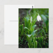 Snowdrop Briefkaart | Postkarte Schneegloeckchen (Voorkant / Achterkant)