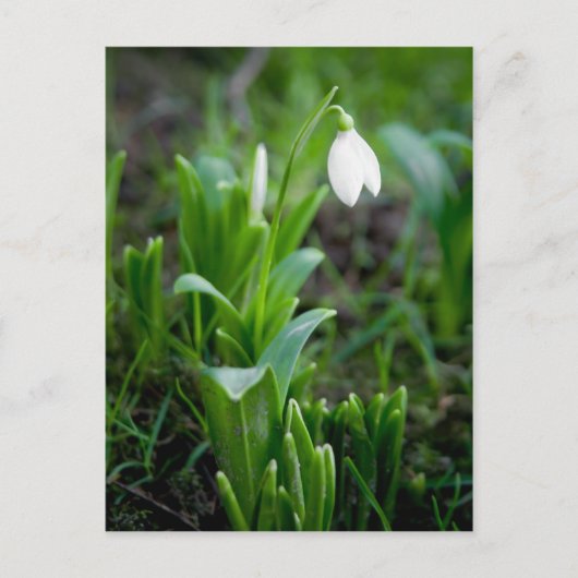 Snowdrop Briefkaart | Postkarte Schneegloeckchen (Voorkant)