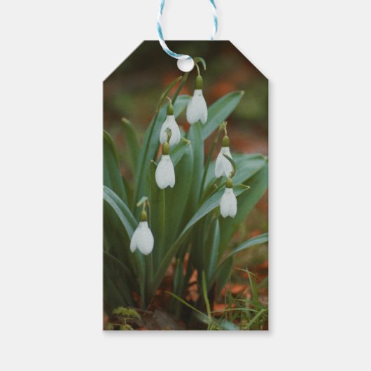 Snowdrop cadeau labels cadeaulabel (Voorkant)