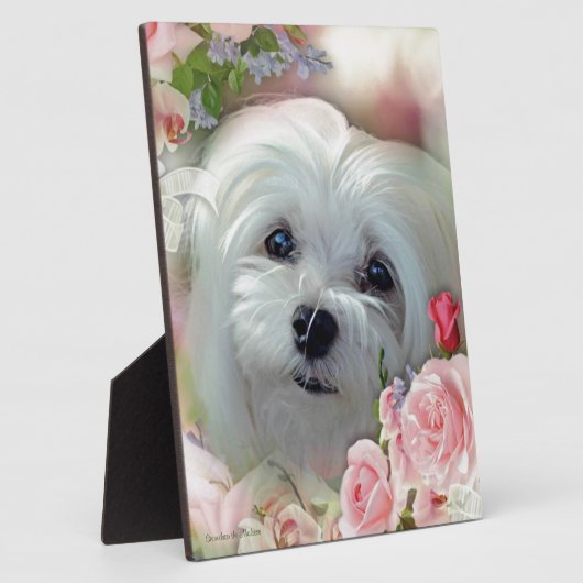 Snowdrop de Maltese Fotoplaat (Zijkant)